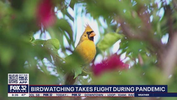Birdwatching becoming a popular pastime during the pandemic