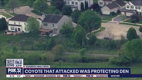 Woman, dog attacked by coyote protecting pups: Bolingbrook police