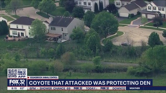 Woman, dog attacked by coyote protecting pups: Bolingbrook police