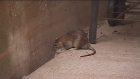 New York City winning war on rats: data