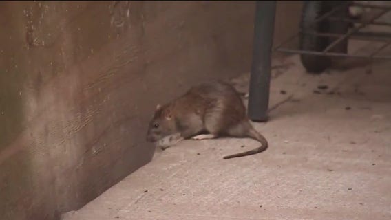 New York City winning war on rats: data