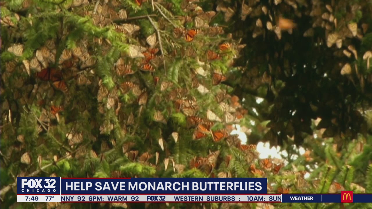 Efforts underway to save monarch butterfly population