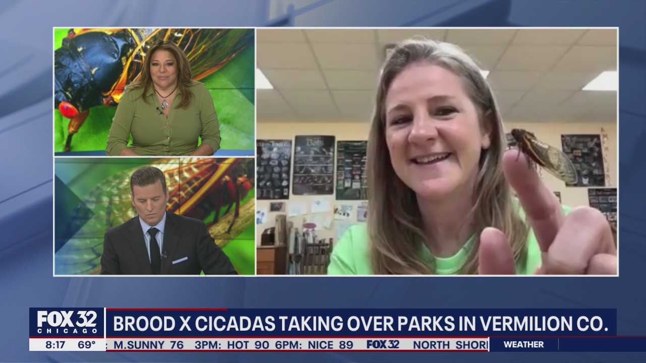 Brood X cicadas emerge in droves in Vermillion County