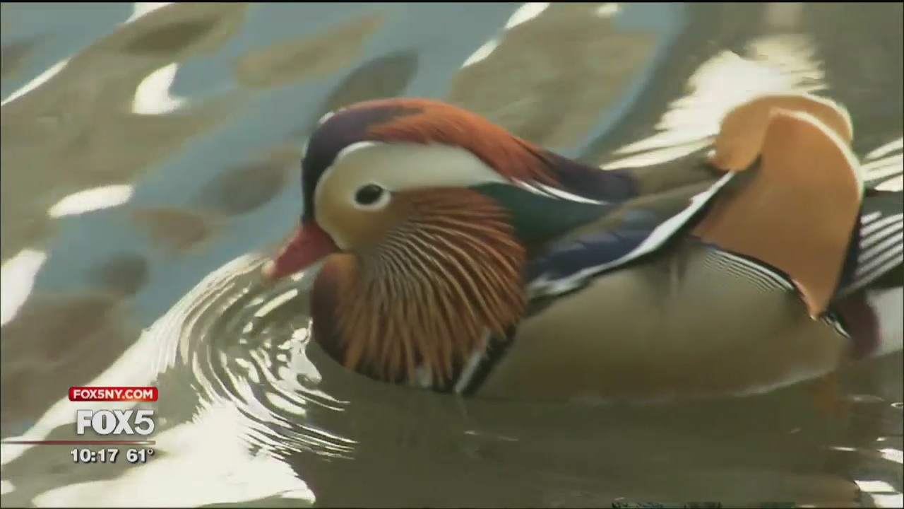 Duck native to East Asia spotted in Central Park