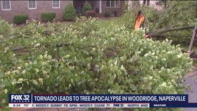 Tornado causes 'tree apocalypse' in Naperville and Woodridge; loss could have aftereffects for years