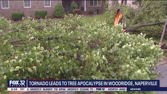 Tornado causes 'tree apocalypse' in Naperville and Woodridge; loss could have aftereffects for years