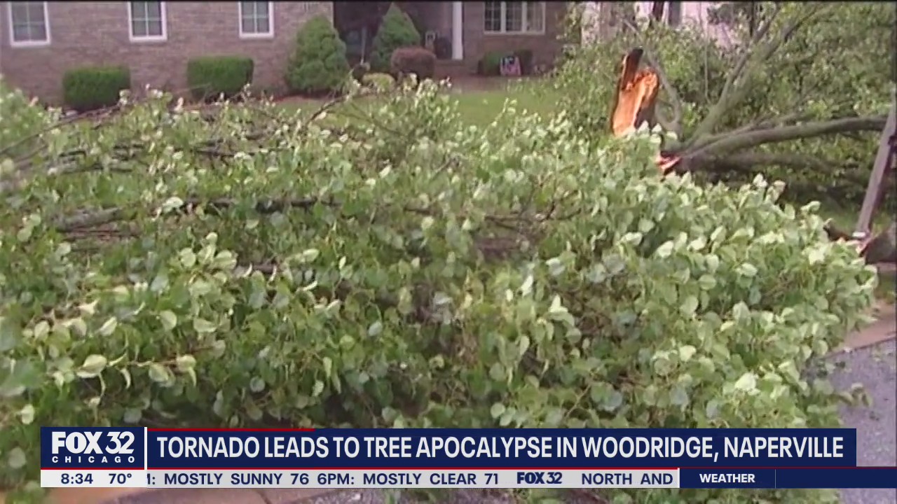 Tornado causes 'tree apocalypse' in Naperville and Woodridge; loss could have aftereffects for years