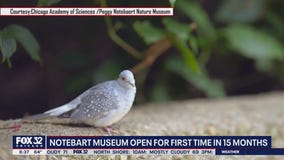 Peggy Notebaert Museum reopening for first time in 15 months