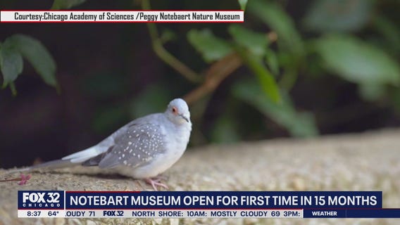 Peggy Notebaert Museum reopening for first time in 15 months