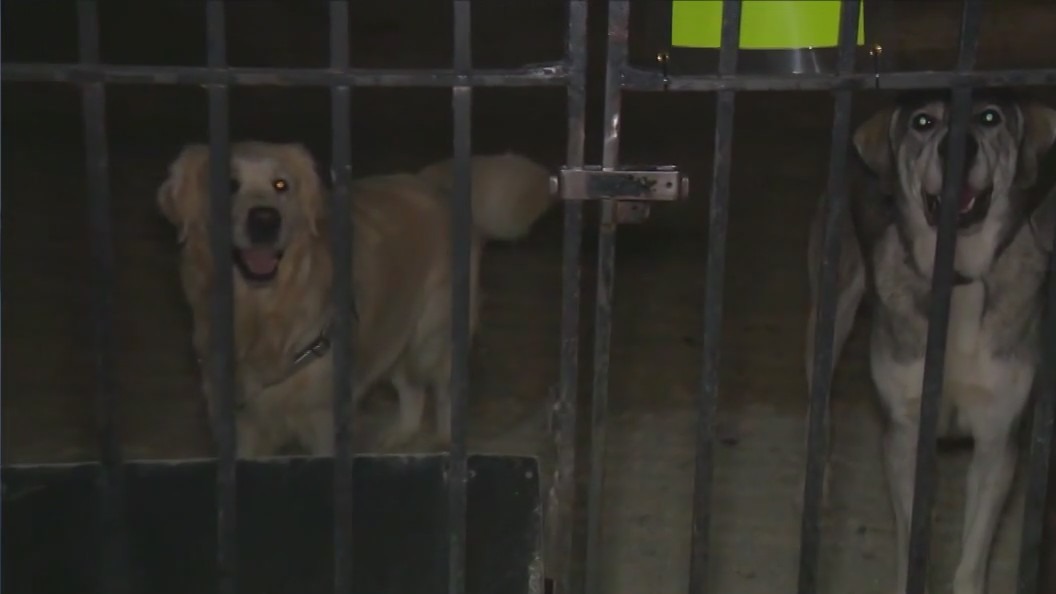 Is NYC pet friendly?