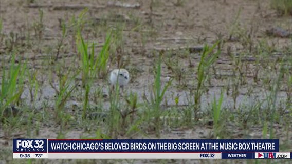 Chicago's beloved piping plovers, Monty and Rose, head to the big screen at the Music Box Theatre