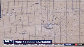 Chicago's piping plovers leave Montrose Beach to go south