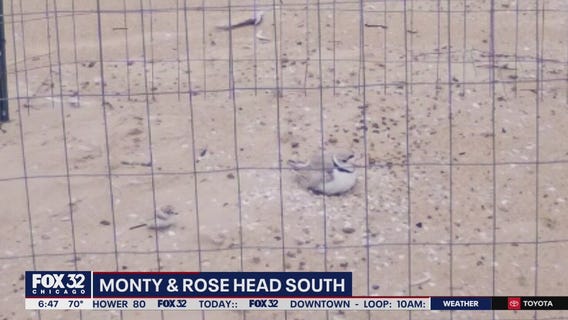 Chicago's piping plovers leave Montrose Beach to go south