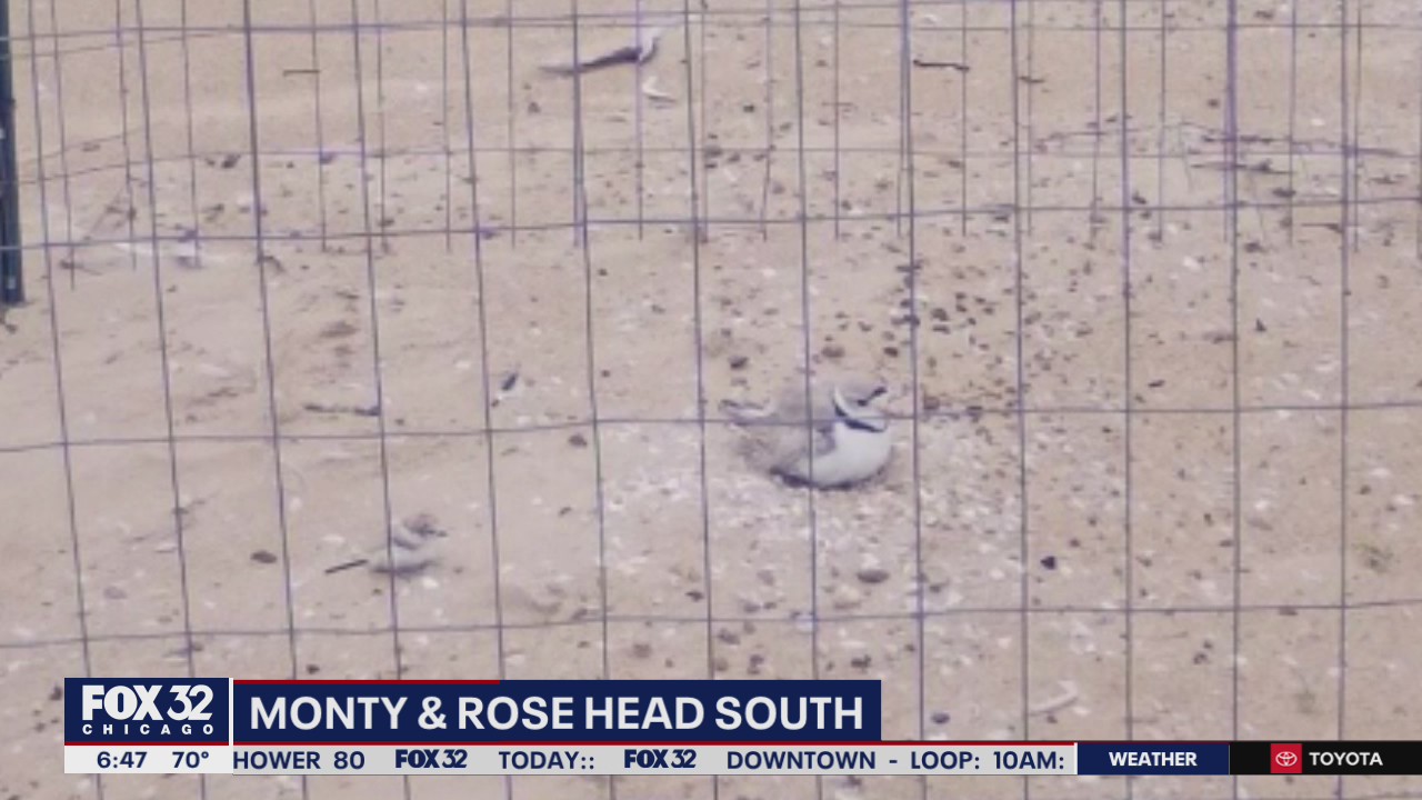 Chicago's piping plovers leave Montrose Beach to go south