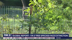 Harrowing report finds 1 in 3 tree species are under the threat of extinction