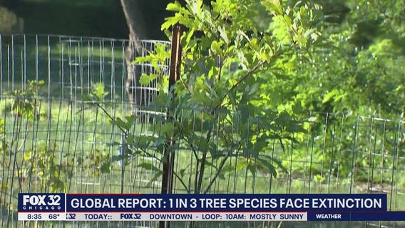 Harrowing report finds 1 in 3 tree species are under the threat of extinction