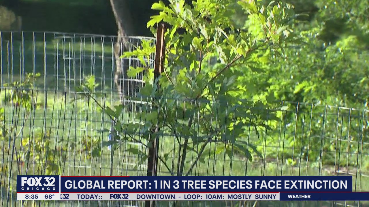 Harrowing report finds 1 in 3 tree species are under the threat of extinction