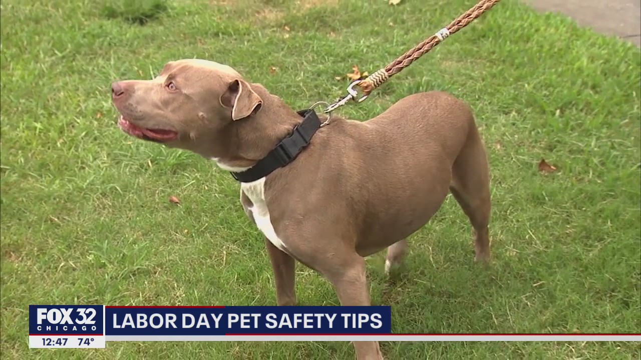 Safety tips to keep pets out of the ER during the holiday weekend