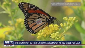 Monarch butterfly migration makes its way to Chicago
