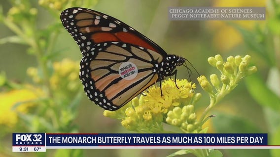 Monarch butterfly migration makes its way to Chicago