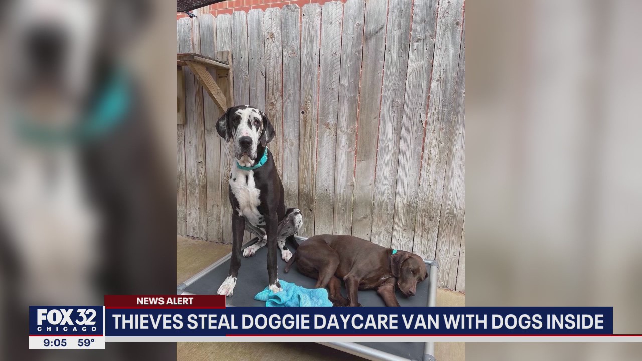 Thieves steal doggie daycare van in Lake View with dogs inside