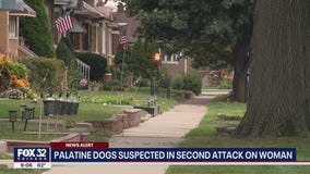 Dogs suspected in second attack on suburban woman