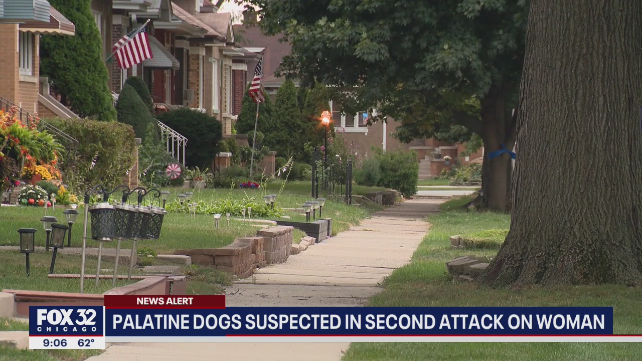 Dogs suspected in second attack on suburban woman