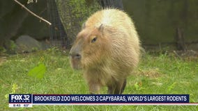 Capybaras now on display at Brookfield Zoo