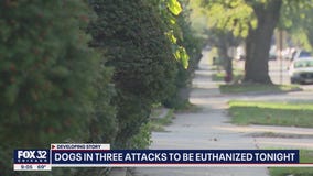 Dogs in 3 suburban attacks to be euthanized