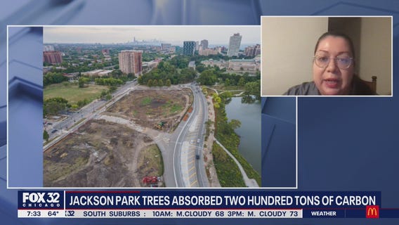 Column examines environmental impact of the removal of Jackson Park's trees for the Obama Presidential Center