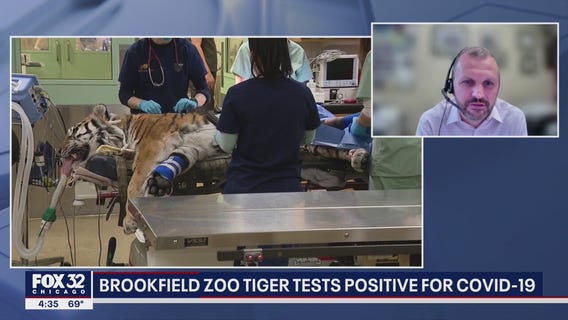 Update on Brookfield Zoo tiger that tested positive for COVID-19