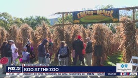Boo at the zoo! Oak Park Halloween activities