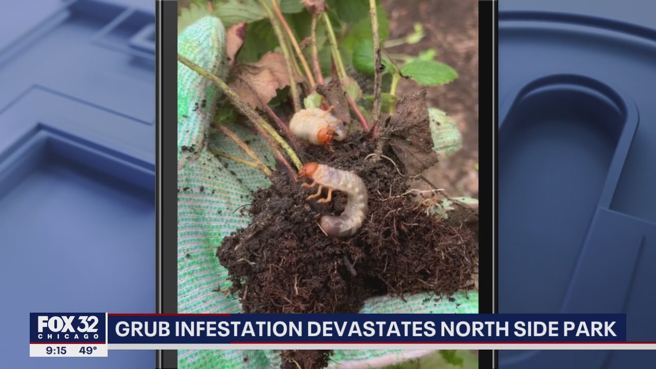 Grub infestation devastates North Side park