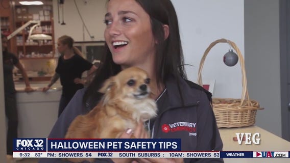 Tips for keeping your pets safe this Halloween