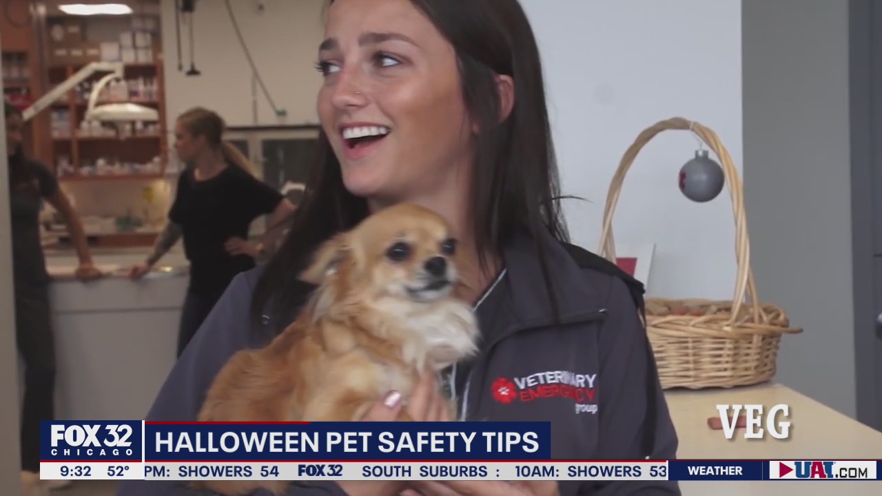 Tips for keeping your pets safe this Halloween