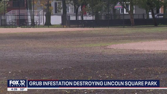 Grub infestation destroying Chicago park