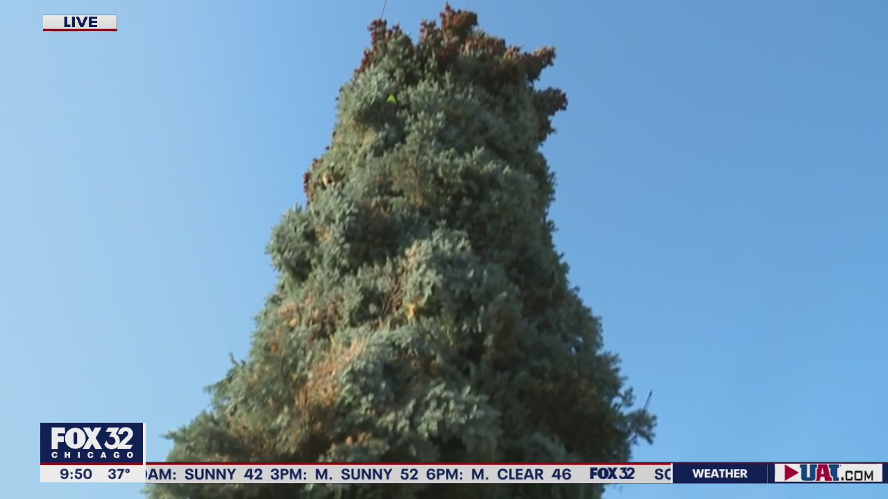 Logan Square family donates 51-foot tree to be the City of Chicago's official Christmas tree