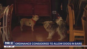 Chicago proposal would get rid of fines for dog-friendly bars