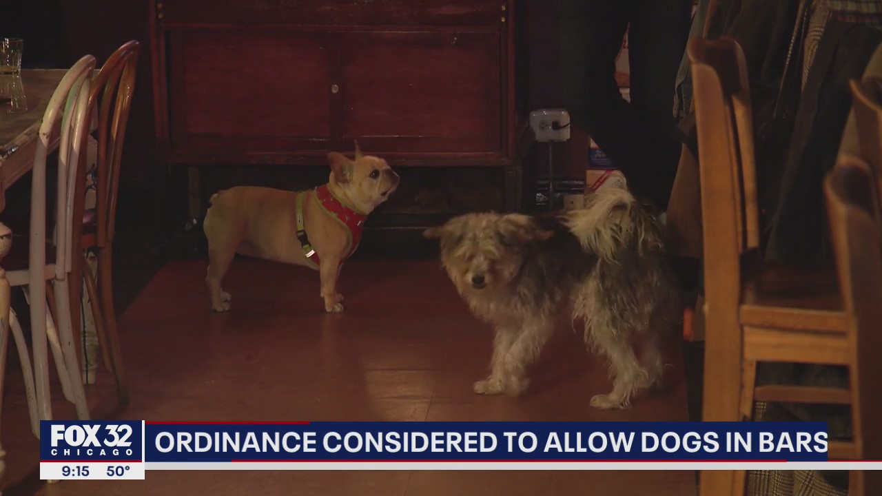 Chicago proposal would get rid of fines for dog-friendly bars