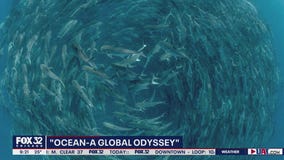 'National Geographic Ocean: A Global Odyssey' chronicles the origin of the seas and the beings that give it life