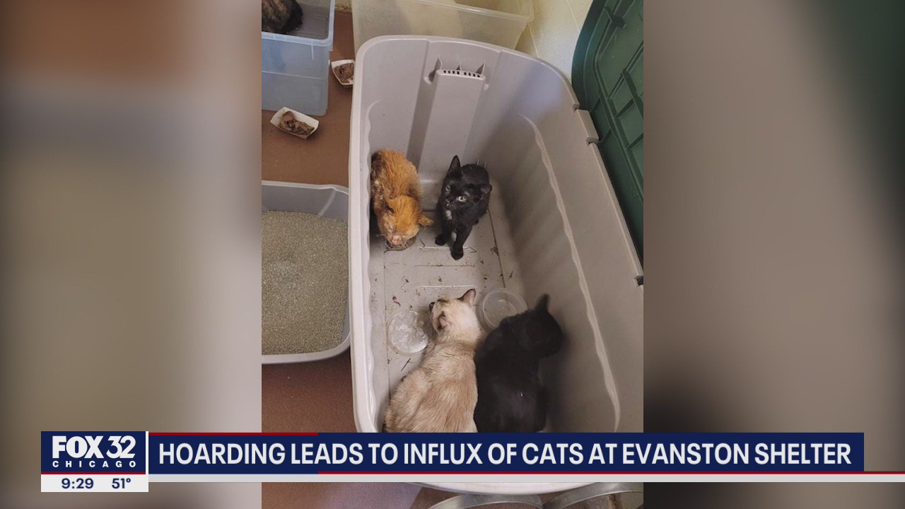Hoarding leads to influx of cats at Evanston shelter