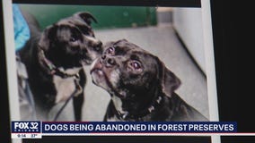Owners of dogs adopted during pandemic abandoning their pets