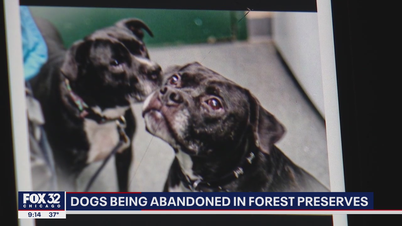 Owners of dogs adopted during pandemic abandoning their pets