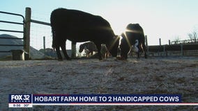 Hobart farm home to 2 handicapped cows
