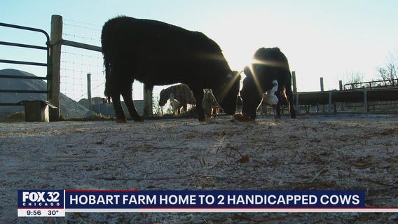 Hobart farm home to 2 handicapped cows