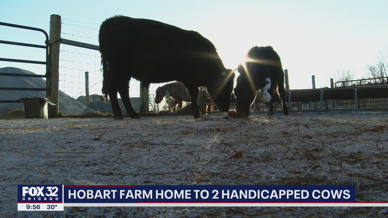 Hobart farm home to 2 handicapped cows