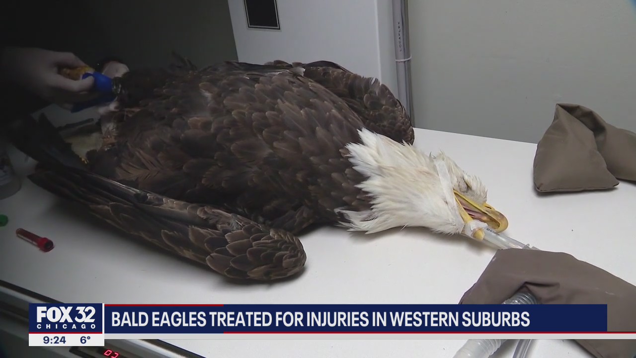 Bald eagles treated for injuries in western suburbs
