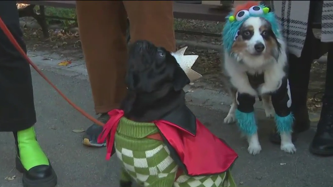 Tompkins Square Halloween Dog Parade