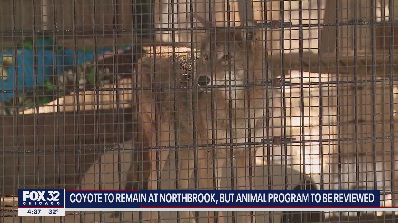 Coyote to remain at Northbrook nature center, but animal program to be reviewed