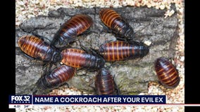 Valentine's Day at Brookfield Zoo: Name a cockroach after your ex